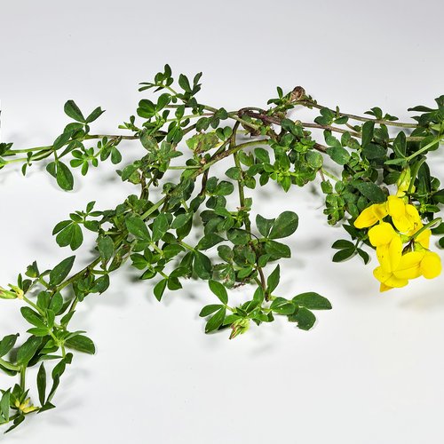 Feuilles séchées de lotier corniculé,lotus corniculatus,feuilles biologique,sans traitements