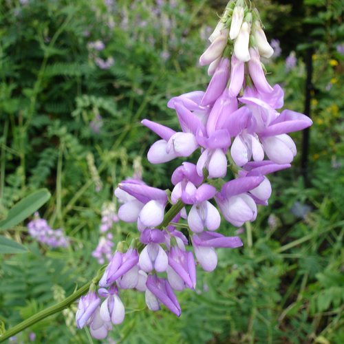 Feuilles séchées de galéga officinal,galega officinalis,feuilles biologique,sans traitements