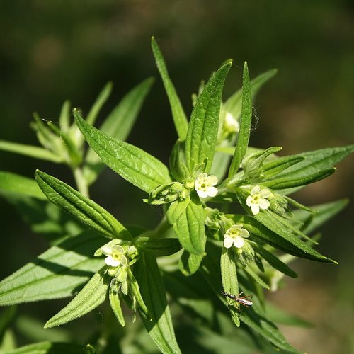 Feuilles séchées de lithospermum officinale,le grémil officinal,herbe aux perles,feuilles biologique,sans traitements