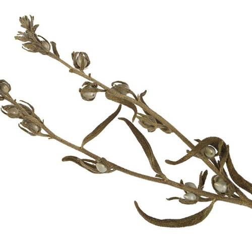 Graines de lithospermum officinale,le grémil officinal,herbe aux perles,graines biologique,sans traitements