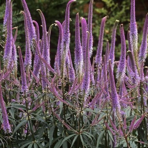 Graines de véronique de virginie,veronicastrum virginicum, produits de mon jardin,fleur bio