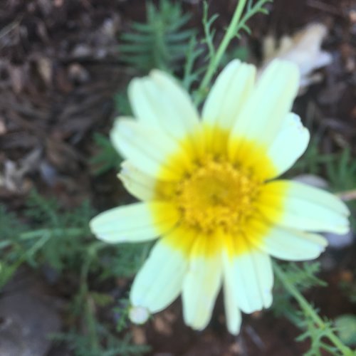 Graines de marguerite bicolore,jaune et blanche,glebionis segetum,le chrysanthème des moissons,chrysanthème des blés