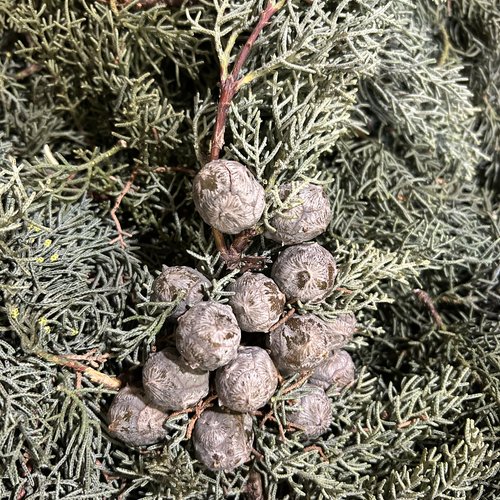 Cupressaceae,feuilles fraiches de cupressaceae,les herbes,épices,produits de mon jardin,cupressaceae biologique,