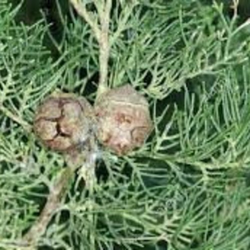 Cupressaceae,feuilles séchées de cupressaceae,les herbes,épices,produits de mon jardin,cupressaceae biologique,