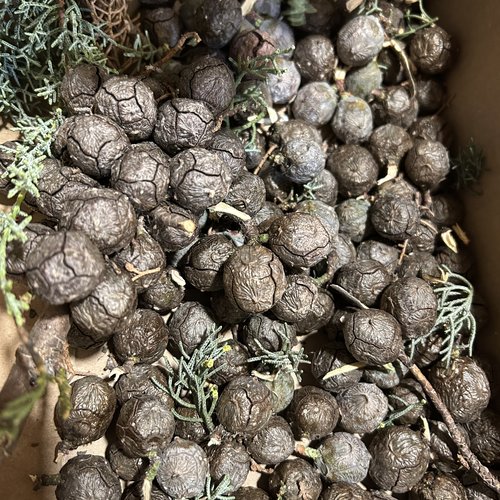 Cupressaceae,fruits fraiches de cupressaceae,les herbes,épices,plantes médicinales,produits de mon jardin,cupressaceae biologique,