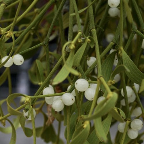 Feuilles et branches,séchées de gui,gui blanc,gui des feuillus,viscum album,produits de mon jardin,plante bio,fleur bio,plante bio
