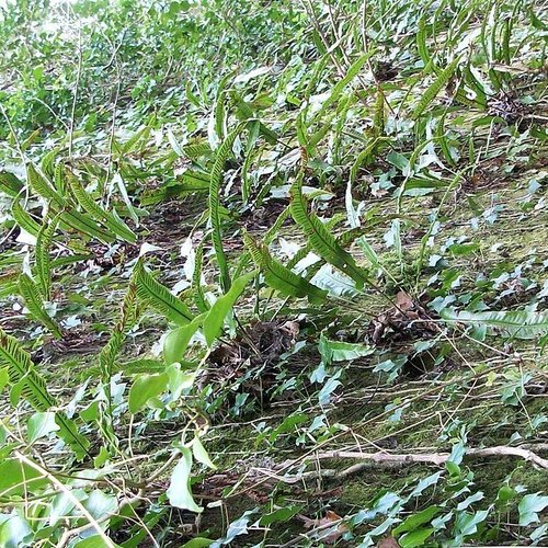 Feuilles séchées de scolopendre,asplenium scolopendrium,,langue de cerf,herbe à rate,herbe hépatique