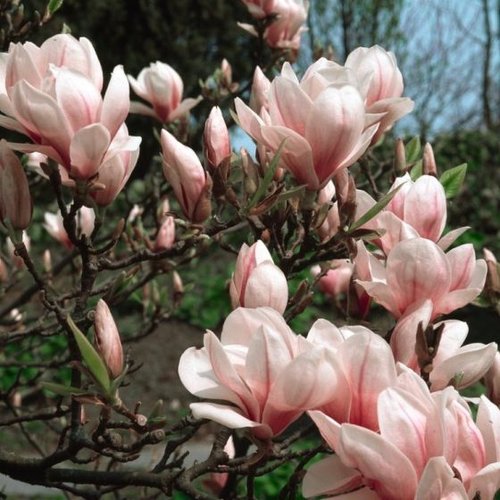 Feuilles séchées de magnolia,produits de mon jardin,non traité