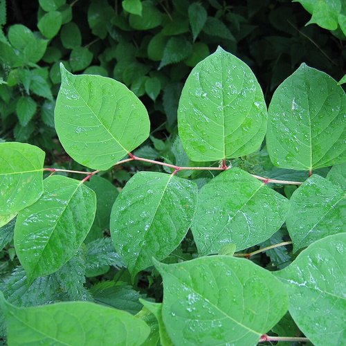 Feuilles séchées de renouée du japon,renouée à feuilles pointues,reynoutria japonica ou fallopia japonica