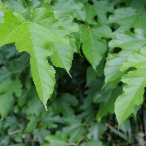 Feuilles séchées de murier platane,le morus platanifolia 'fruitless',mûrier platane sans fruits,mûrier de chine