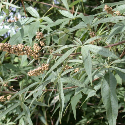 Feuilles séchées de l'arbre aux poivre, vitex agnus-castus,feuilles de gattilier,produits de mon jardin,non traité