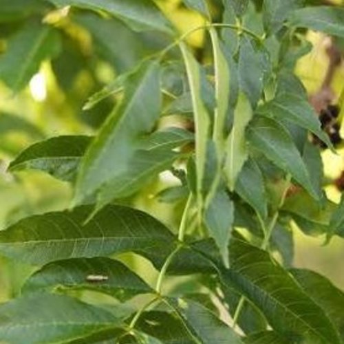 Feuilles fraiches de frêne,en sachet sous vide,disponible seulement pendant l'ete,frêne bio,produits de mon jardin