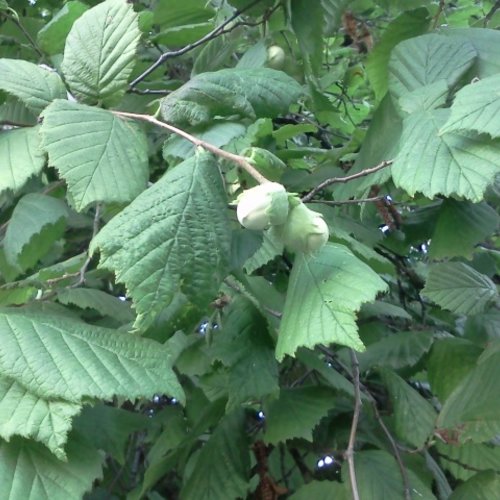 Feuilles fraiches de noisetier,en sachet sous vide,disponible seulement pendant l'ete,produits de mon jardin, noisetier bio