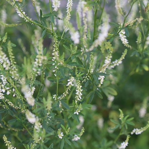 Graines de mélilot blanc,melilotus albus,trigonella alba,graines biologique,fleurs de mon jardin,sans aucun produits,sans aucun traitement