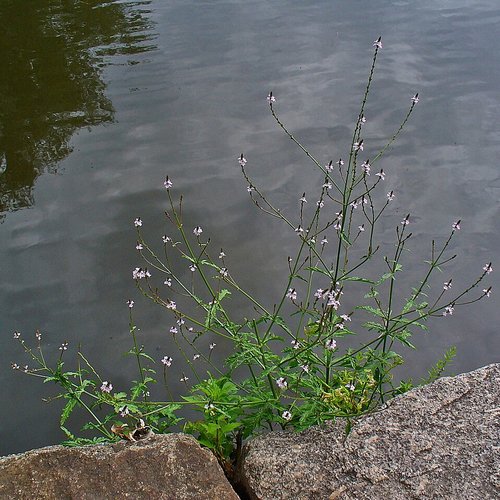 Graines de verveine officinale,verbena officinalis,verveine sauvage,herbe sacrée,herbe à sorcières,herbe de tous les maux,herbe de vénus