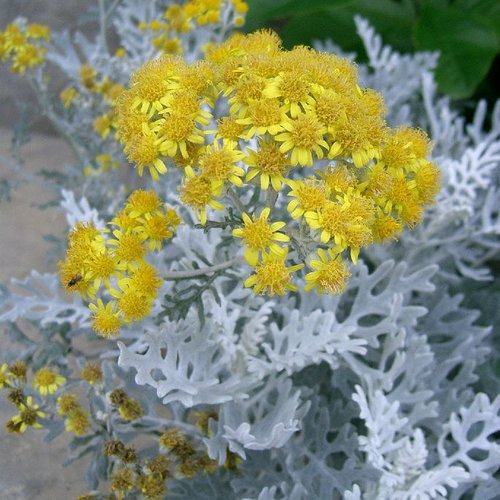 Graines de jacobaea maritima,cinéraire maritime, séneçon cinéraire, produits de mon jardin,non traité