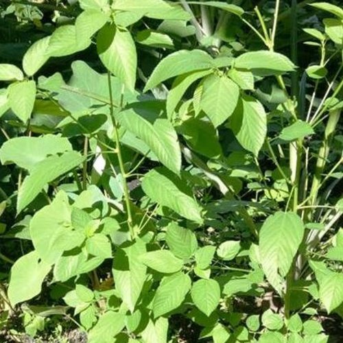 Feuilles séchées de corète potagère,jute rouge,corchorus olitorius,produit de mon jardin,non traitées
