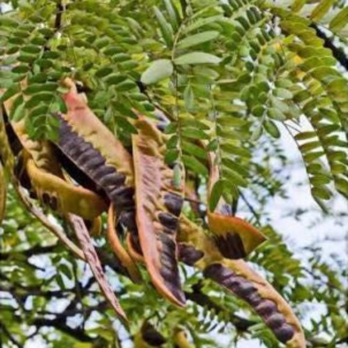 Graines de févier d'amérique hershey, gleditsia triacanthos, le févier d'amérique hershey,non traité