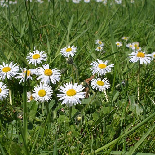 Graines de pâquerette,bellis perennis,graines biologiques,produit de mon jardin,non traitées