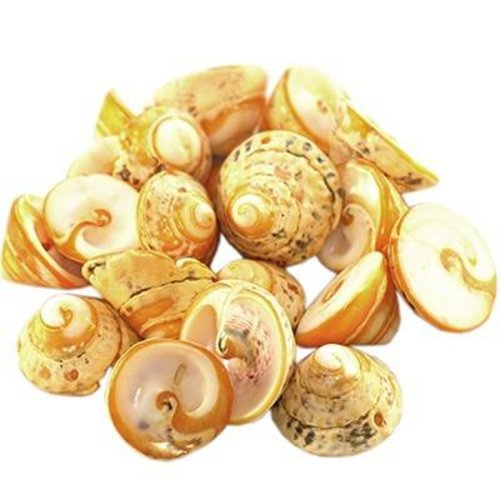 5 perles coquilles cônes coupées abricot 1-2 cm 