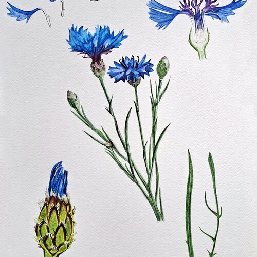 Peinture aquarelle originale - bleuet planche de botanique