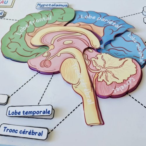 Anatomie du cerveau, fiches pédagogiques