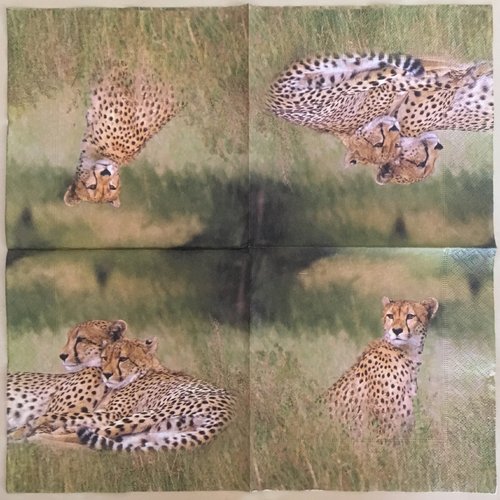 Serviette en papier «famille de guépards»