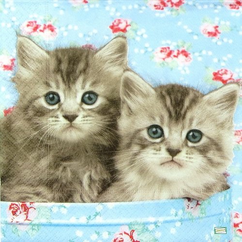 2 serviettes papier - chats -24
