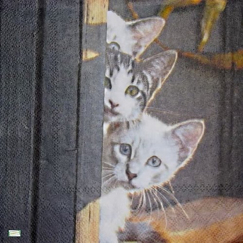 2 serviettes papier - chats -15