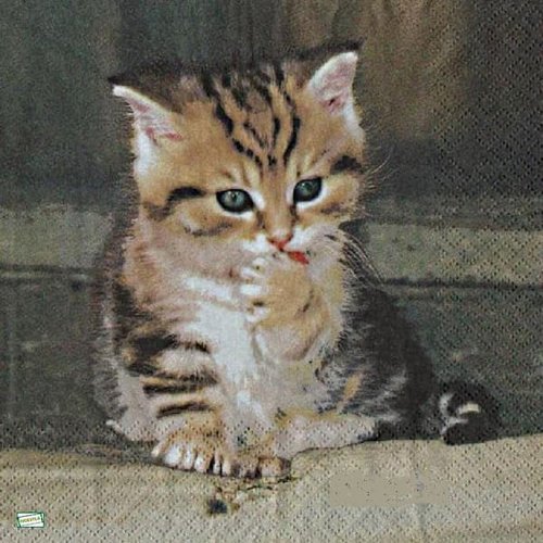 2 serviettes papier - chats -19