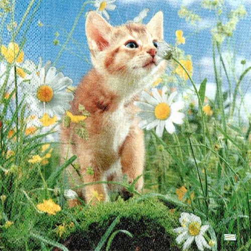 2 serviettes papier - chats -38