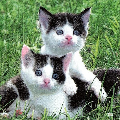 2 serviettes papier - chats -113