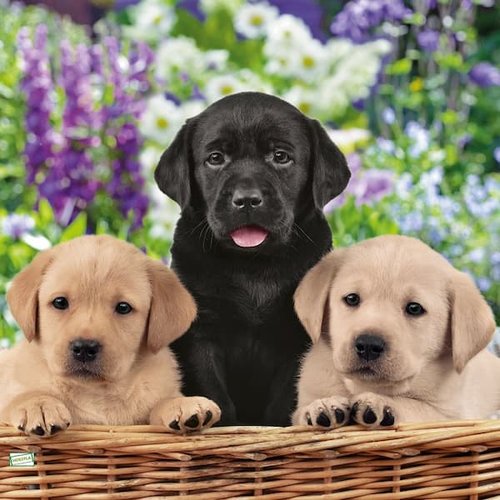 2 serviettes papier - chiens - 23