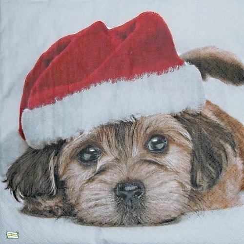 2 serviettes papier - chiens - 68