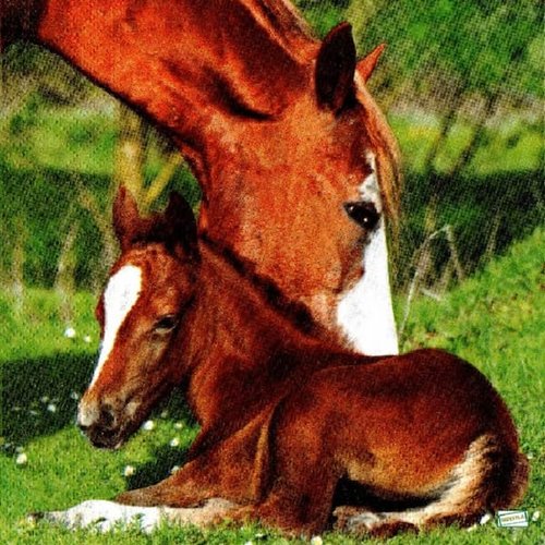 2 serviettes papier - les chevaux -36