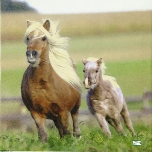 2 serviettes papier - les chevaux -42