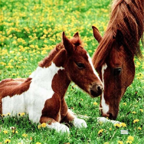 2 serviettes papier - les chevaux -58