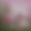 2 serviettes papier -roses pivoines-4