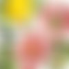 2 serviettes papier-roses pivoines-6