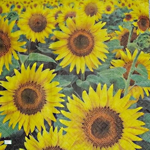 2 serviettes papier - tournesols marguerites-53