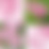 2 serviettes papier  mix de fleurs -21