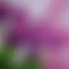 2 serviettes papier - tulipes jonquilles -10