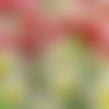2 serviettes papier - tulipes jonquilles -48