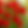 2 serviettes papier - tulipes jonquilles -50