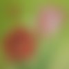 2 serviettes papier - tulipes jonquilles -53