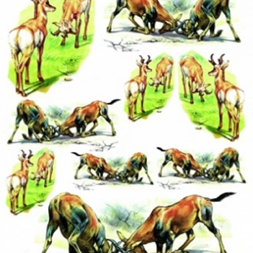 1grand papier de riz animaux-zan120g