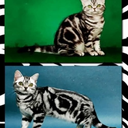 1grand papier de riz animaux-zan327g