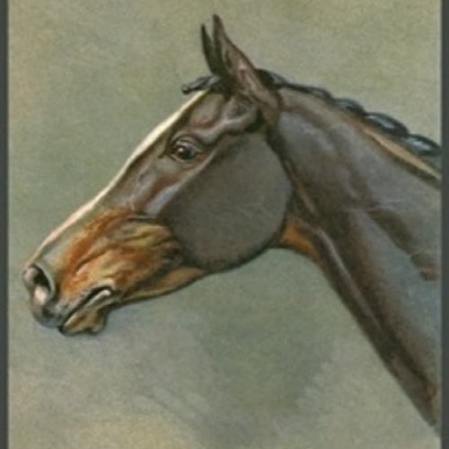 1grand papier de riz animaux-zan331g