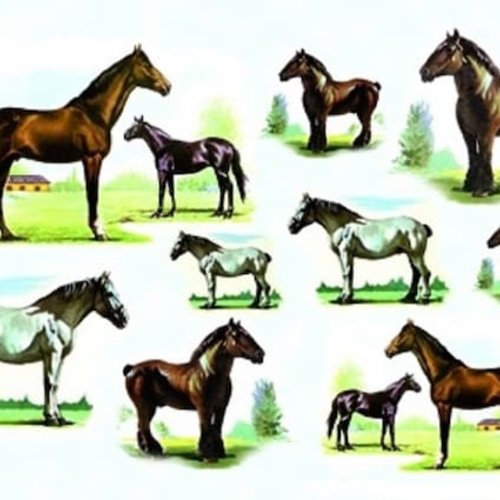 1grand papier de riz animaux-zan70g