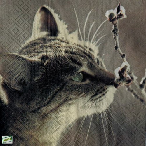 2 serviettes papier - chats -1